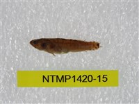 藏品(泰加拉鯔鰕虎魚)的圖片